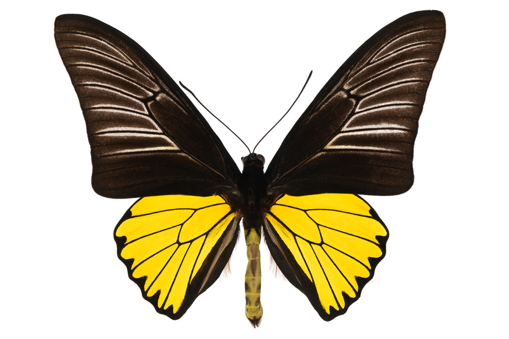 Familie der Ritterfalter,  122 mm Flügelspannweite, Philippinen